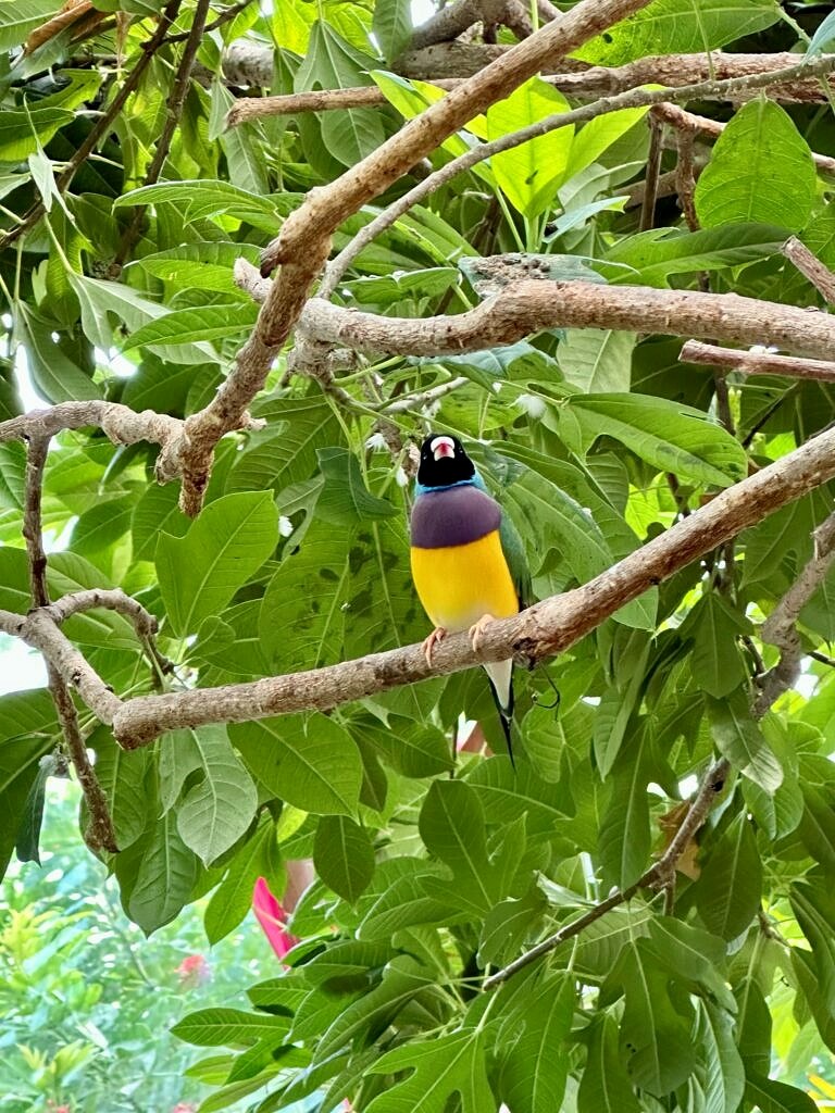 Key West Painted Bunting | Birding