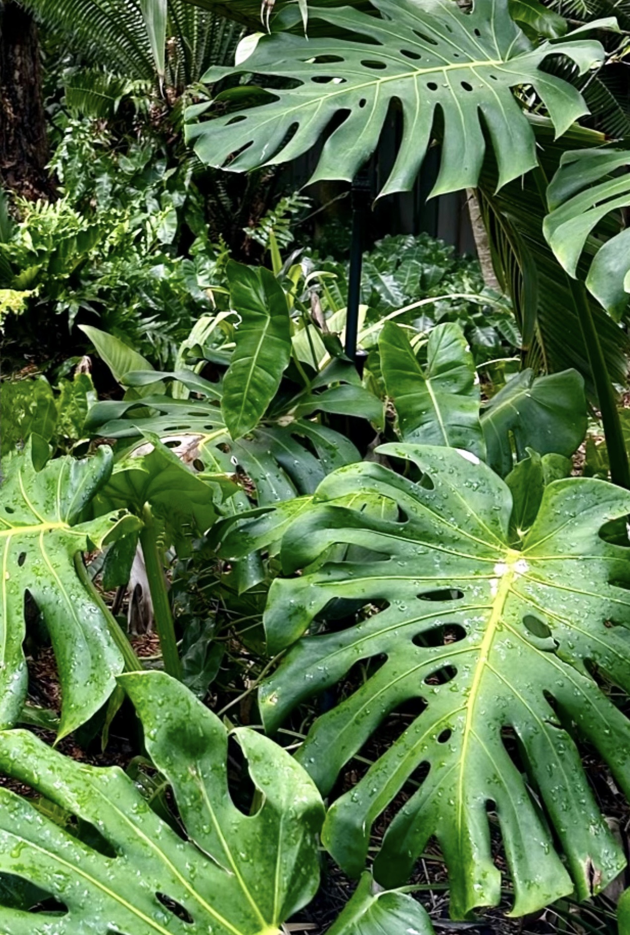 Elephant Ear Plant