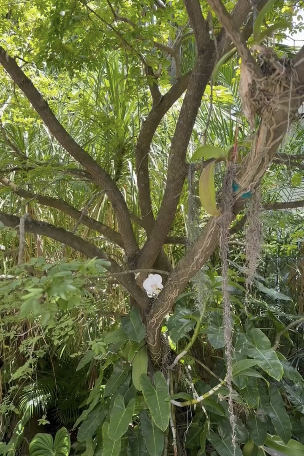 Palo Santo plant, Lignum Vitae